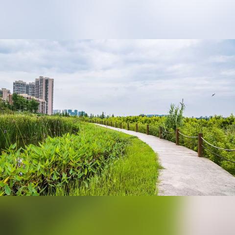 成都市区去哪里看荷花