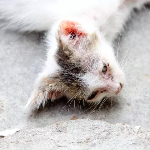 临沂市领养儿童的长尾关键词有什么