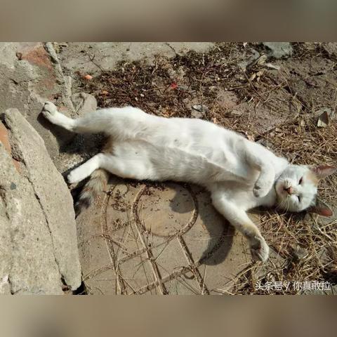 临沂市三只羊二店地址在哪里