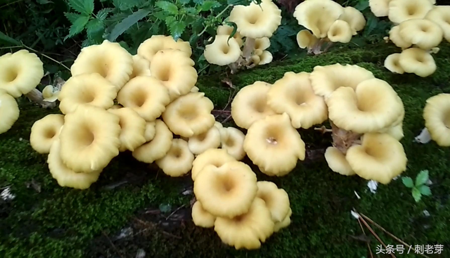 新鲜榛蘑怎么保存时间长