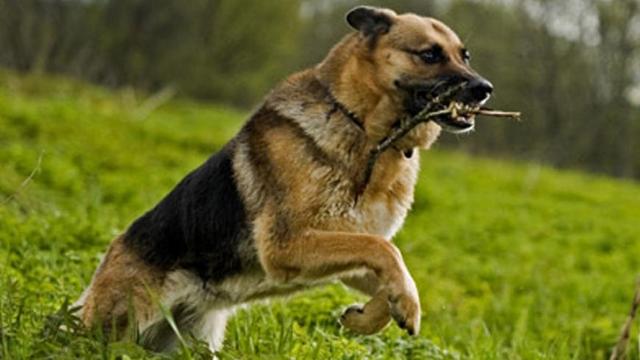 如何预防宝宝狂犬病