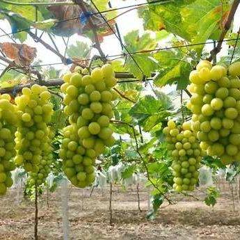 京东跨境进口税费多少