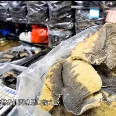 膨鱼腮煲汤大全的长尾关键词有什么