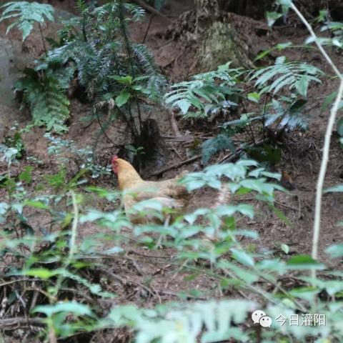 南宁水产畜牧业学校招高中生吗？