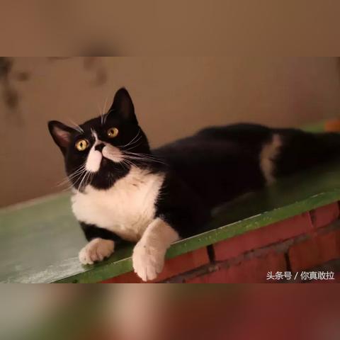 临沂市纯种猫展的长尾关键词有哪些