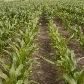 复合肥追肥相关长尾关键词有哪些