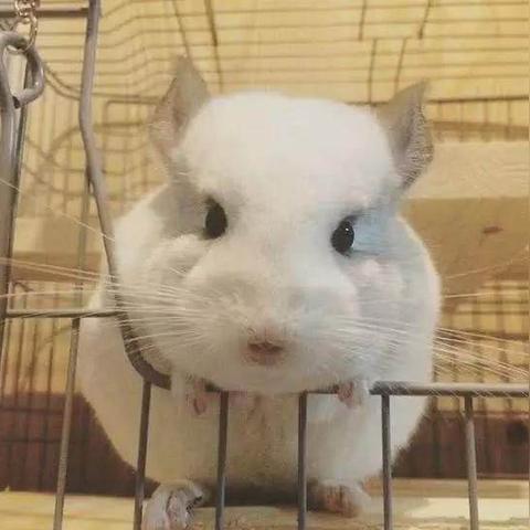 电影喵星人的长尾关键词是什么