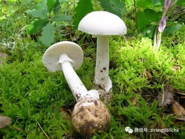 宝宝误食怎么办？哪些情况不可以催吐