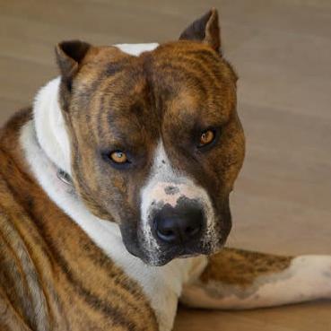 宁波老虎咬人读后感的相关长尾关键词有哪些