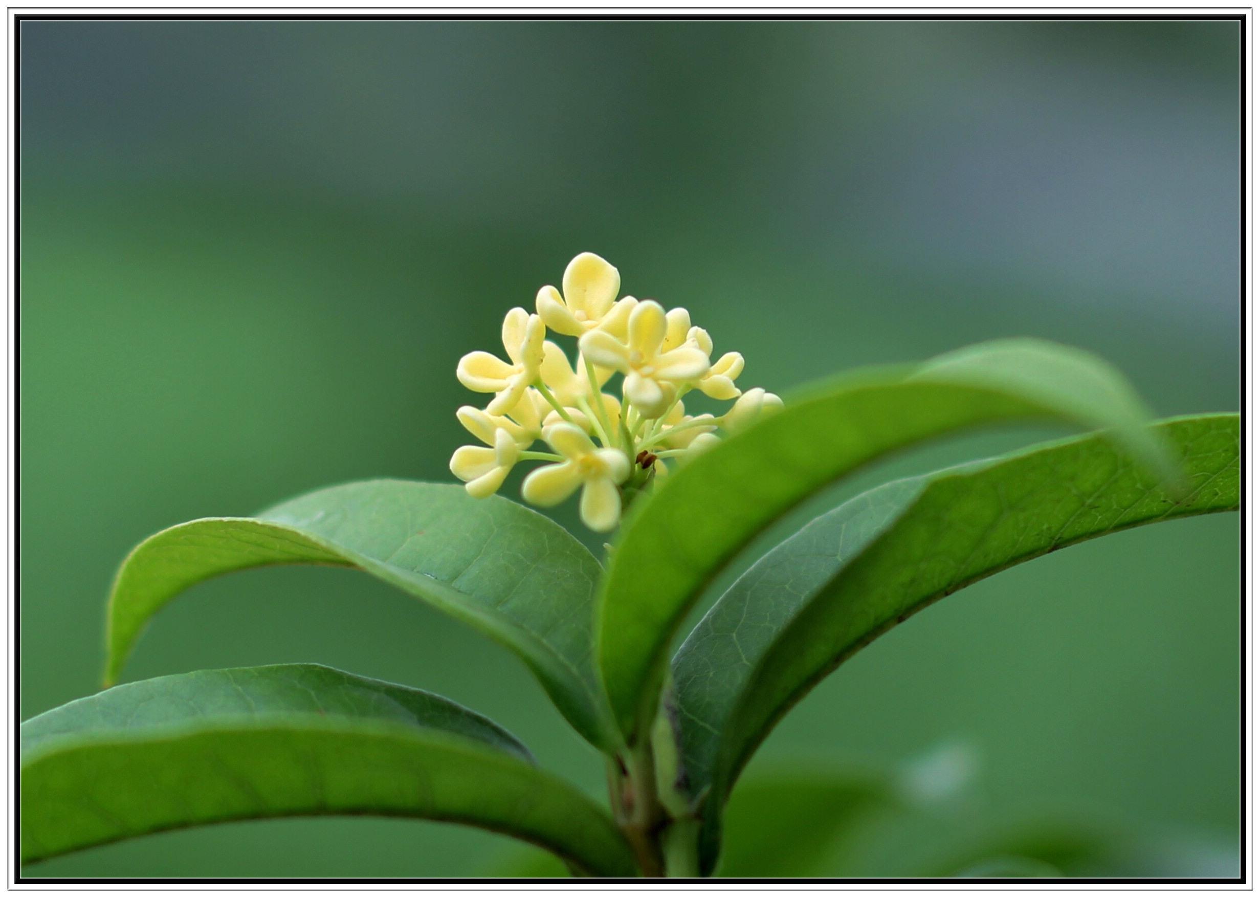 盆栽桂花叶皱,发生一些什么有趣的事情?"