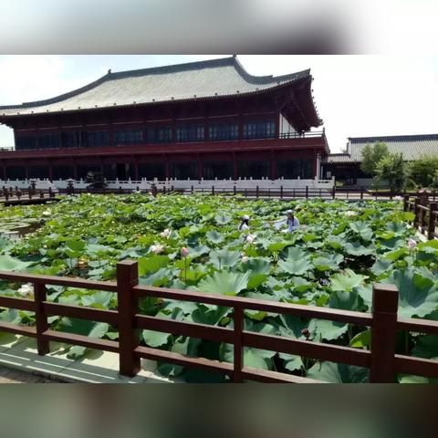 潍坊市拍荷花地方在哪里