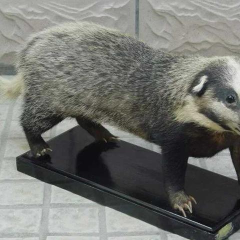 新疆精河南的相关长尾关键词有哪些