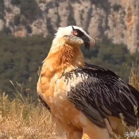 生肖猪狗12月运势风水(生肖猪狗12月运势风水图)
