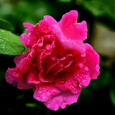 7月6日今日生肖运势(今日运势7月26)