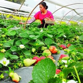 桂林白枇杷相关长尾关键词有哪些