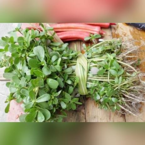 马齿苋：神奇植物助力逆转白发，探索其治白发的奥秘-第1张图片-其人生活百科
