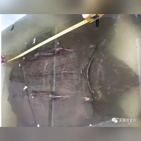 无锡市放生的长尾关键词有什么