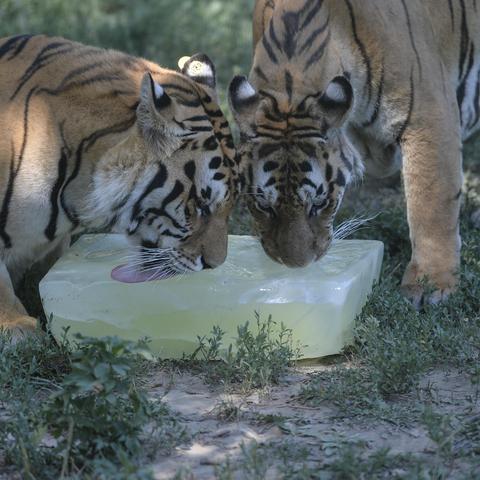 沈阳市夏季气温的长尾关键词有什么