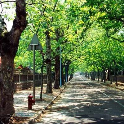 成都市区林荫小道在哪里