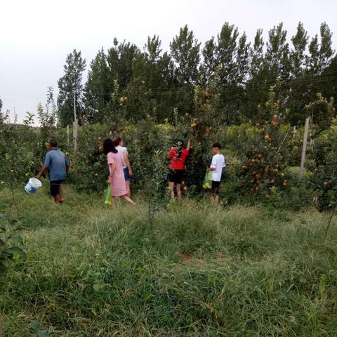 河南什么地方产苹果？