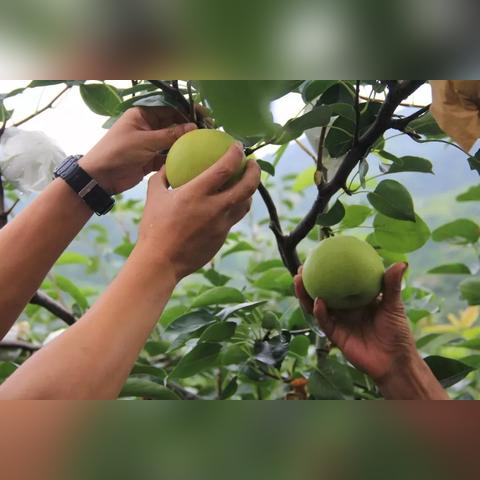 杭州盛产什么水果？