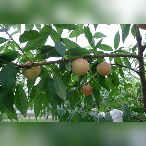 杭州市适合种植什么水果