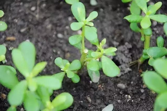 孕妇夏季吃什么蔬菜好？这3种真的很不错