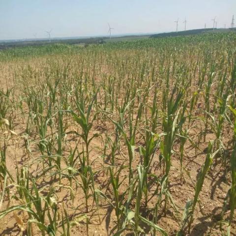 彰武今日天气预报的长尾关键词有什么