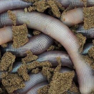 福建复合多肽粉怎么样