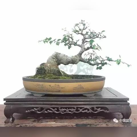 福建种植朴树树苗的相关长尾关键词有哪些