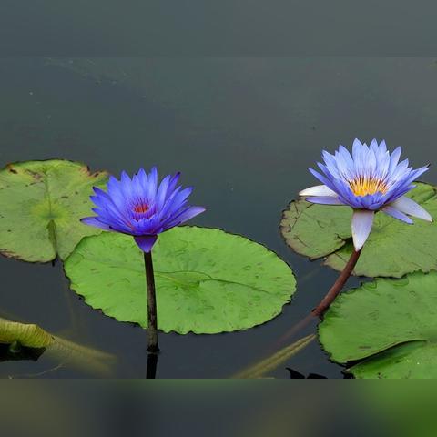 埃及到沈阳的航班相关长尾关键词有哪些