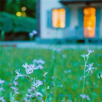 微信看直播无法点赞怎么办 微信直播无法看怎么办