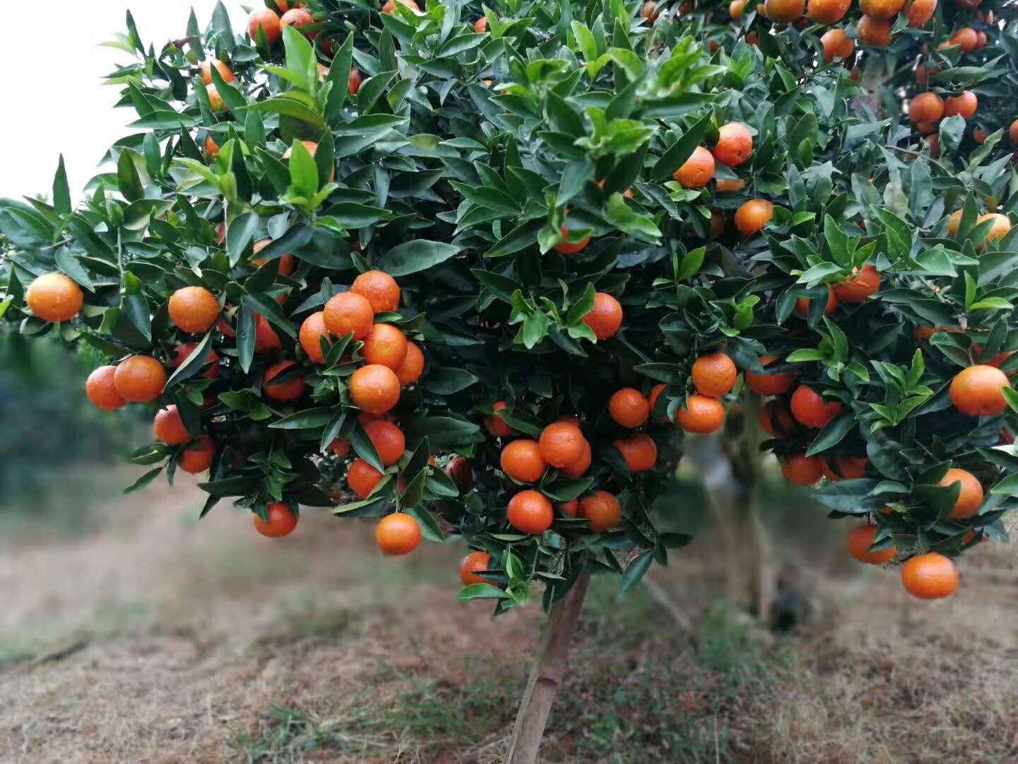 柑橘種植的手藝和辦理_柑橘開園和清園的計劃