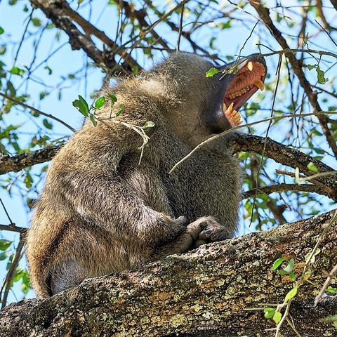 部落名字大全超拽的长尾关键词是什么