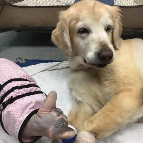 武汉动物诊所的长尾关键词有哪些