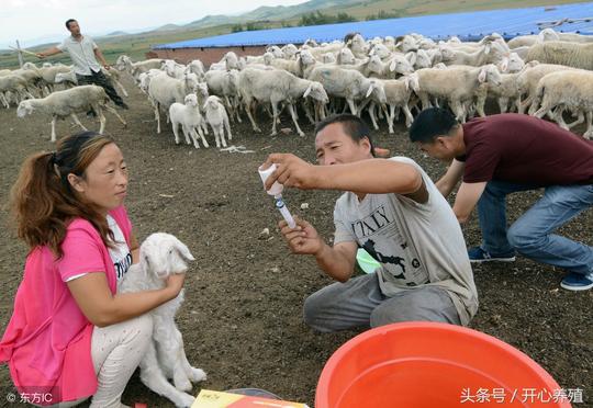 2018年下半年羊价持续上涨，养殖朋友们这么准备多挣钱