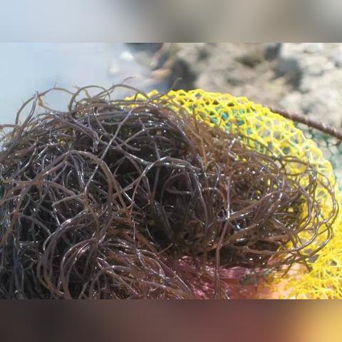 兰州玉米种子哪个品种好？