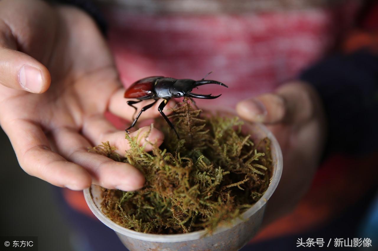 实验动物科学毕业论文范文世界上第一篇科技论文