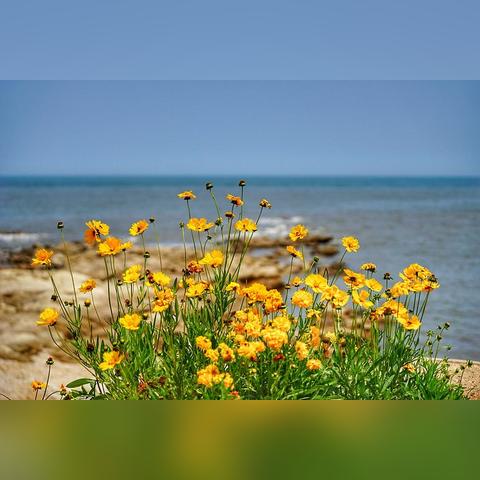 日照和河南哪个发达