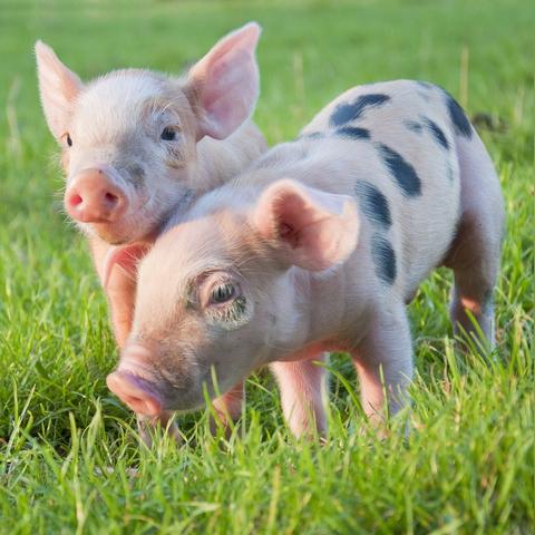 生肖运势犯太岁可信吗(运势犯太岁是什么意思)