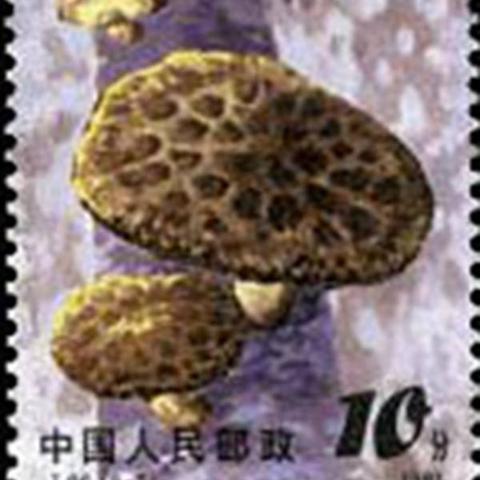 湖北寄福建的邮票的相关长尾关键词有哪些