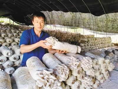 从退伍军人到创业明星他在秦岭深处培植无公害食用菌