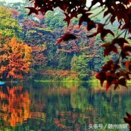 赣州市哪里看枫叶好看