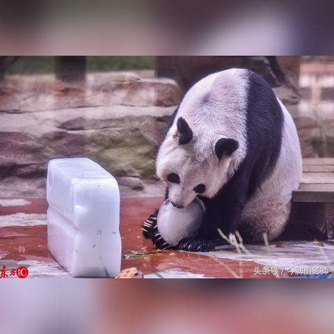 成都市区哪里可以喂狮子