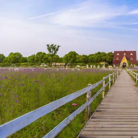 八月武汉市有什么花盛开