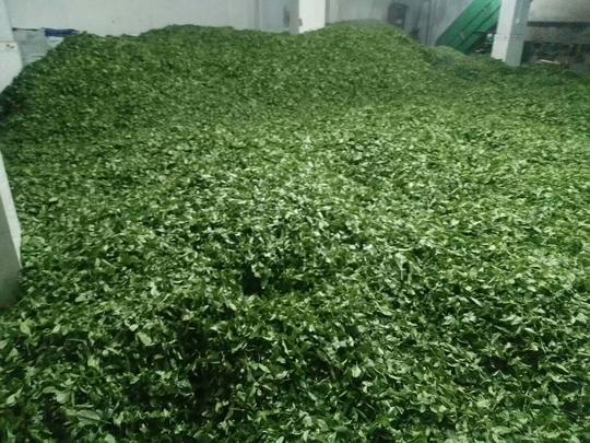 茶叶是怎样制作出来的？带你来看看我姐姐家的制茶过程