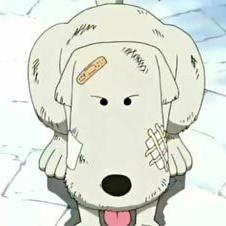 【天津宠物交友】长尾关键词有什么