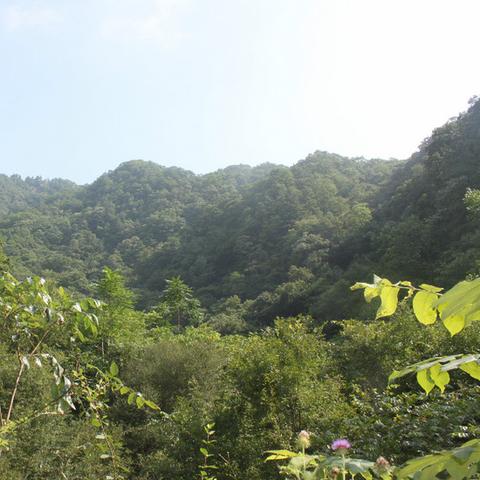 陕西商南离河南哪个县近