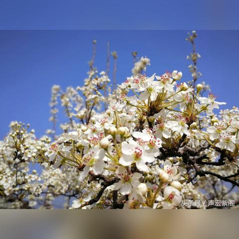 石家庄市文武中学的长尾关键词有哪些