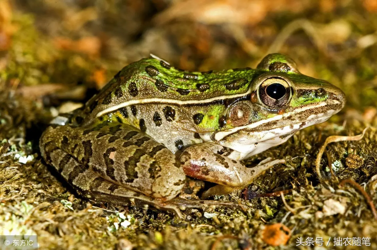 如何行事副业 如何转副业